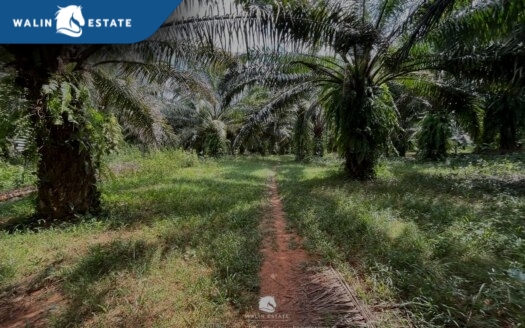 Land Nong Thale 5-2-75