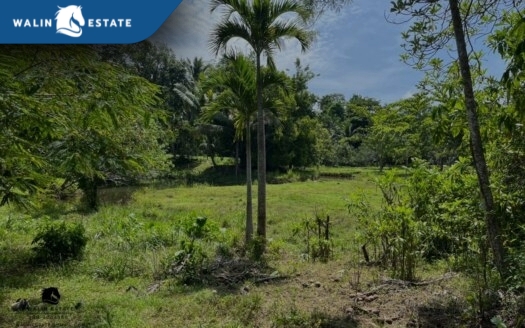 Land Thap Prik 7-0-91.8